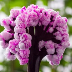 ماکت جادویی درخت ساکورا